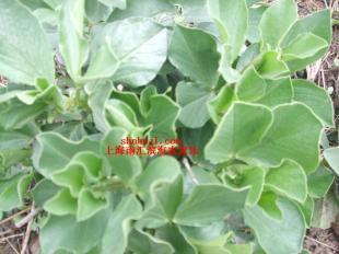 上海南汇农家乐 三八妇女节 植树 采草莓 学雷锋_农副产品_世界工厂网